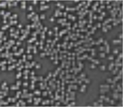 G-4 Polymer Particles